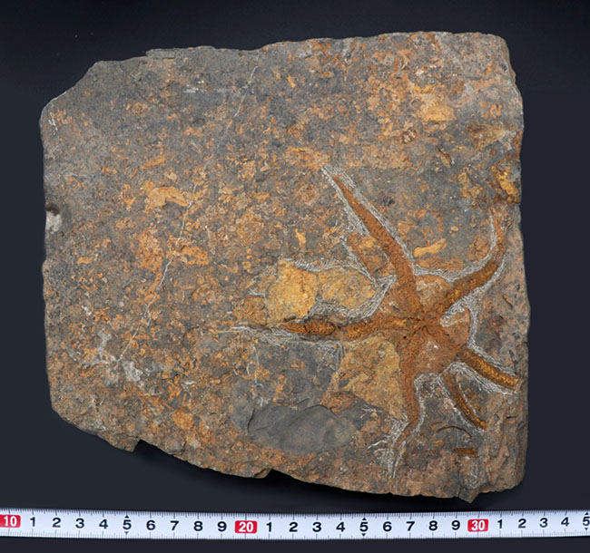 ５本の触手、円形のディスクがそのまま保存！２キロ近いビッグサイズ標本！最も古い生物群の一つ、モロッコ産クモヒトデ（Ophiuroidea）の化石（その10）