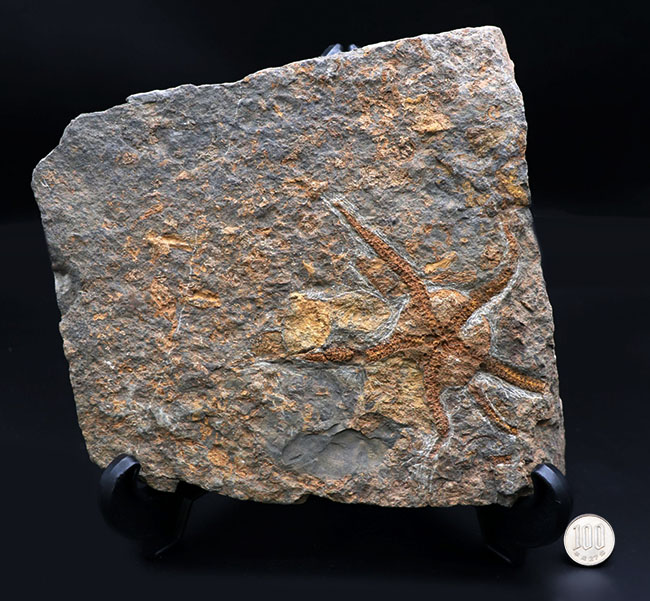 ５本の触手、円形のディスクがそのまま保存！２キロ近いビッグサイズ標本！最も古い生物群の一つ、モロッコ産クモヒトデ（Ophiuroidea）の化石（その11）