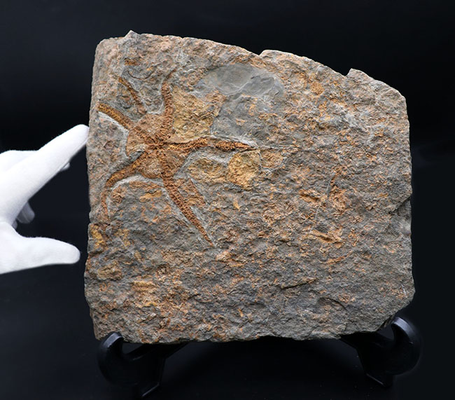 ５本の触手、円形のディスクがそのまま保存！２キロ近いビッグサイズ標本！最も古い生物群の一つ、モロッコ産クモヒトデ（Ophiuroidea）の化石（その2）