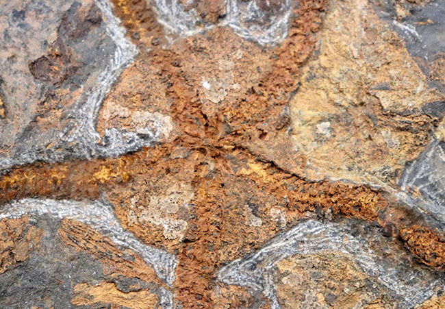 ５本の触手、円形のディスクがそのまま保存！２キロ近いビッグサイズ標本！最も古い生物群の一つ、モロッコ産クモヒトデ（Ophiuroidea）の化石（その4）