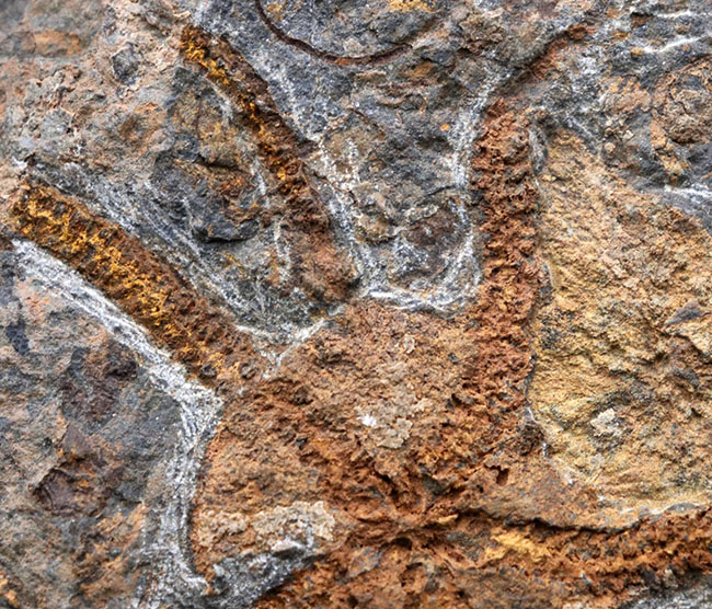 ５本の触手、円形のディスクがそのまま保存！２キロ近いビッグサイズ標本！最も古い生物群の一つ、モロッコ産クモヒトデ（Ophiuroidea）の化石（その5）