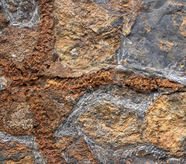 ５本の触手、円形のディスクがそのまま保存！２キロ近いビッグサイズ標本！最も古い生物群の一つ、モロッコ産クモヒトデ（Ophiuroidea）の化石（その6）