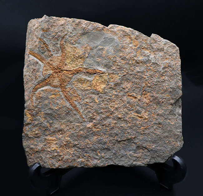 ５本の触手、円形のディスクがそのまま保存！２キロ近いビッグサイズ標本！最も古い生物群の一つ、モロッコ産クモヒトデ（Ophiuroidea）の化石（その7）