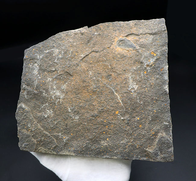 ５本の触手、円形のディスクがそのまま保存！２キロ近いビッグサイズ標本！最も古い生物群の一つ、モロッコ産クモヒトデ（Ophiuroidea）の化石（その8）