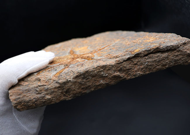５本の触手、円形のディスクがそのまま保存！２キロ近いビッグサイズ標本！最も古い生物群の一つ、モロッコ産クモヒトデ（Ophiuroidea）の化石（その9）