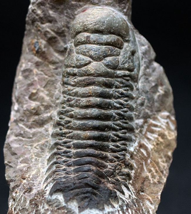 展示映えします！長さあり、幅あり、母岩とのバランスも良好！人気の三葉虫、クロタロセファルス・ギブス（Crotalocephalus gibbus）の化石（その2）