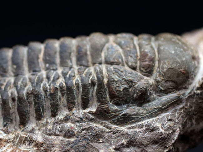 展示映えします！長さあり、幅あり、母岩とのバランスも良好！人気の三葉虫、クロタロセファルス・ギブス（Crotalocephalus gibbus）の化石（その3）