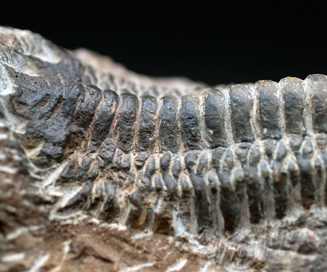 展示映えします！長さあり、幅あり、母岩とのバランスも良好！人気の三葉虫、クロタロセファルス・ギブス（Crotalocephalus gibbus）の化石（その4）