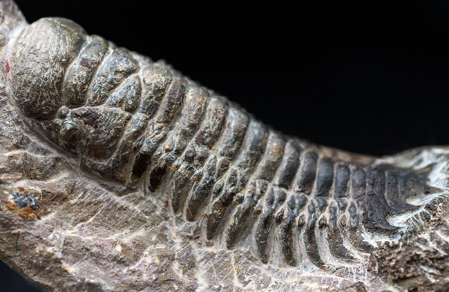 展示映えします！長さあり、幅あり、母岩とのバランスも良好！人気の三葉虫、クロタロセファルス・ギブス（Crotalocephalus gibbus）の化石（その5）
