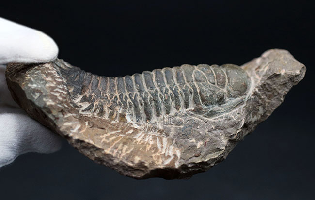展示映えします！長さあり、幅あり、母岩とのバランスも良好！人気の三葉虫、クロタロセファルス・ギブス（Crotalocephalus gibbus）の化石（その7）