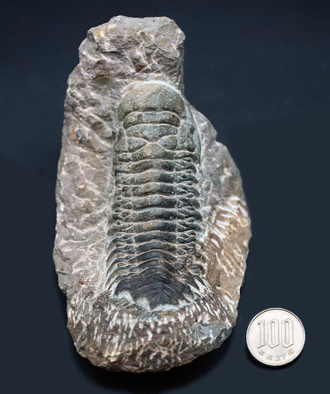 展示映えします！長さあり、幅あり、母岩とのバランスも良好！人気の三葉虫、クロタロセファルス・ギブス（Crotalocephalus gibbus）の化石（その9）