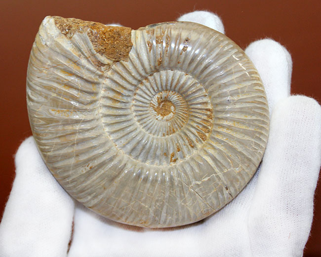 マダガスカル産のジュラ紀の地層から採集された直径85ミリの