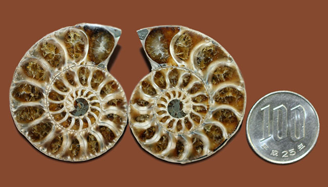 厳選された美品！マダガスカル産のアンモナイト、デスモセラス（Desmoceras）のカット＆ポリッシュ標本（その13）