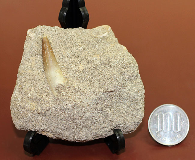 保存状態良好、母岩付きのプレシオサウルスの歯化石。（その10）