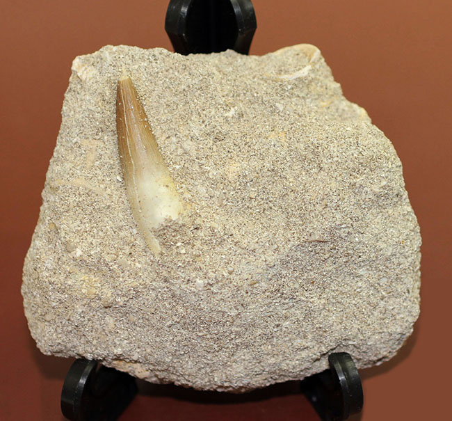 保存状態良好、母岩付きのプレシオサウルスの歯化石。（その2）
