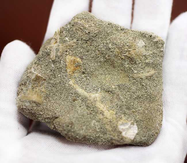 保存状態良好、母岩付きのプレシオサウルスの歯化石。（その5）