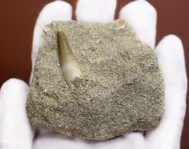 保存状態良好、母岩付きのプレシオサウルスの歯化石。（その9）
