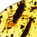 大きなゴキブリと植物片が内包された、ラージサイズのビルマ琥珀、バーマイト（Burmite）