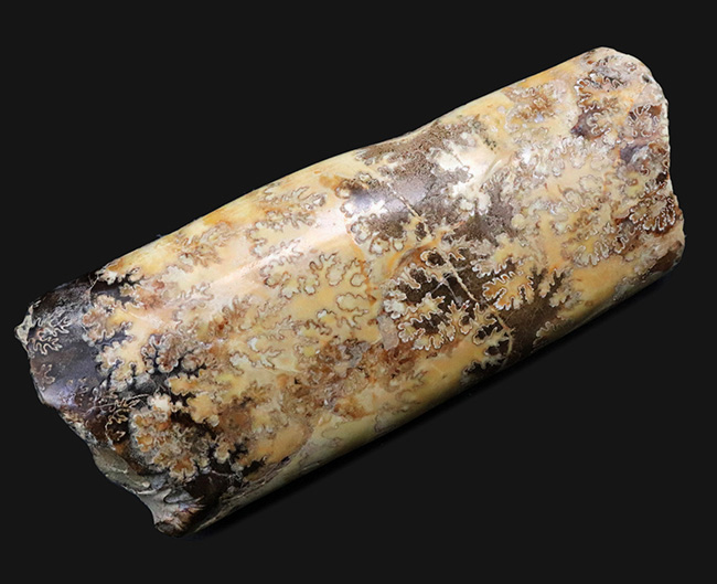 縫合線の美しさにご注目!棒状のアンモナイトこと、バキュリテス(Baculites)の化石(その1)