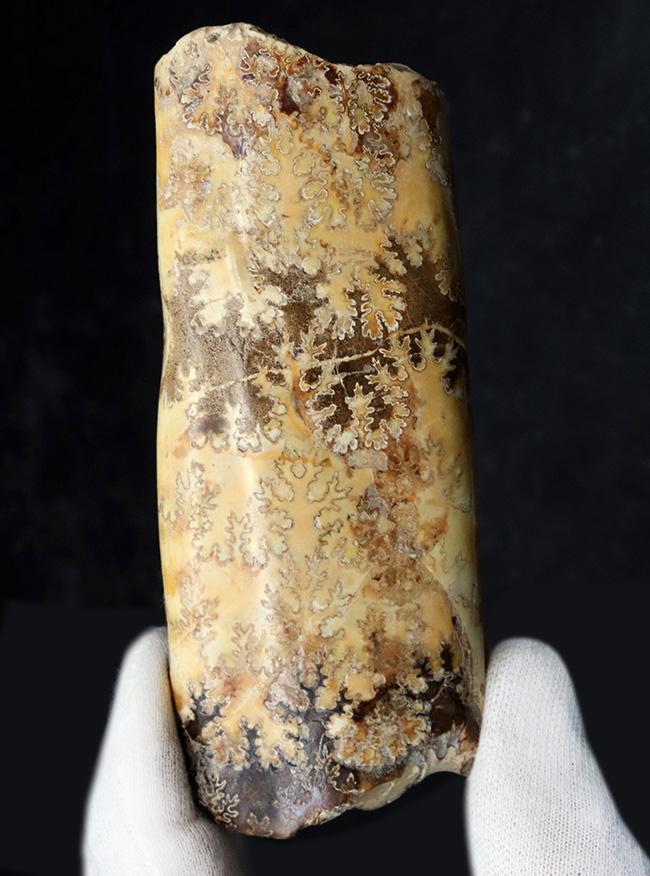 縫合線の美しさにご注目!棒状のアンモナイトこと、バキュリテス(Baculites)の化石(その2)