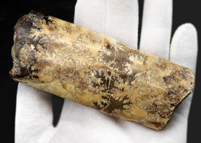 縫合線の美しさにご注目!棒状のアンモナイトこと、バキュリテス(Baculites)の化石(その4)