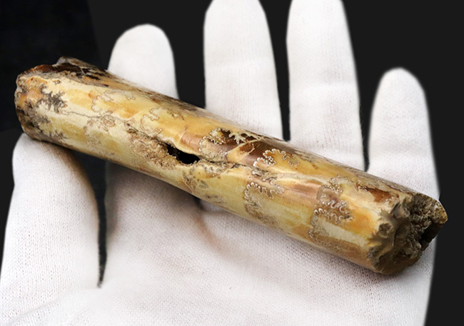 縫合線の美しさにご注目!棒状のアンモナイトこと、バキュリテス(Baculites)の化石(その5)