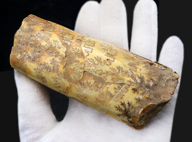 縫合線の美しさにご注目!棒状のアンモナイトこと、バキュリテス(Baculites)の化石(その6)