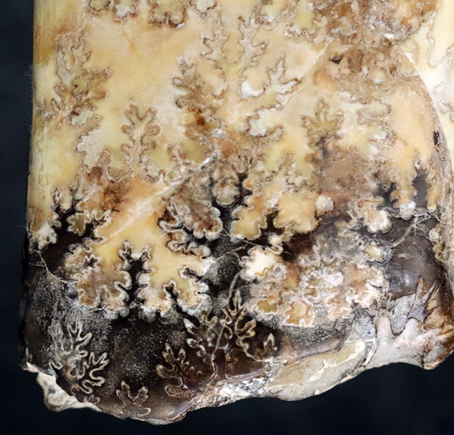 縫合線の美しさにご注目!棒状のアンモナイトこと、バキュリテス(Baculites)の化石(その7)