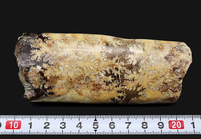 縫合線の美しさにご注目!棒状のアンモナイトこと、バキュリテス(Baculites)の化石(その8)