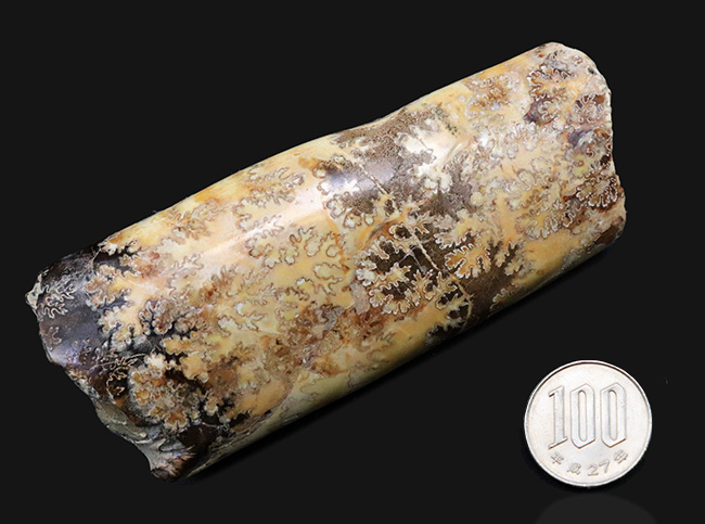 縫合線の美しさにご注目!棒状のアンモナイトこと、バキュリテス(Baculites)の化石(その9)