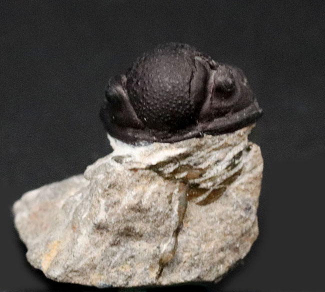 母岩付き！モロッコ産のデボン紀の三葉虫、ゲラストス（Gerastos）の化石（その1）