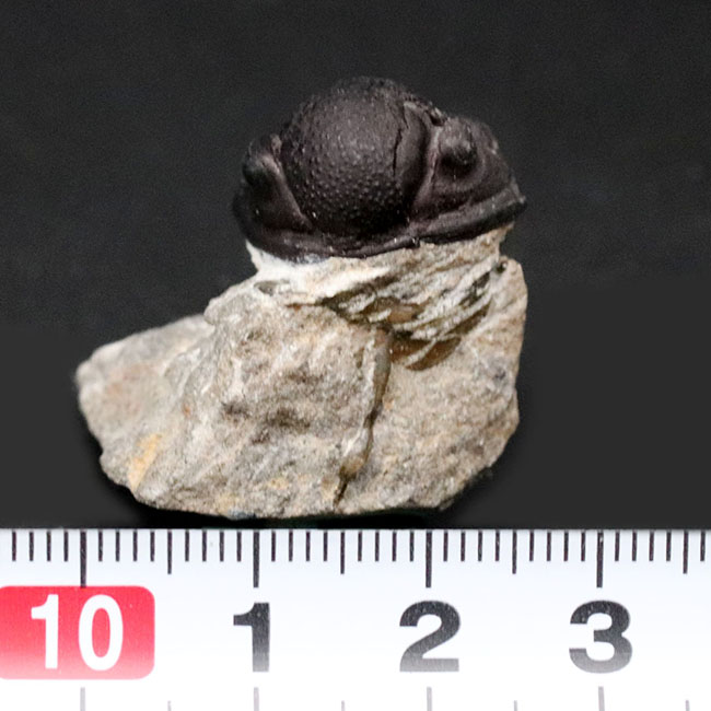 三葉虫モロッコ産⑦ゲラストスGerastos？化石デボン紀 母岩付き！モロッコ産のデボン紀の三葉虫、ゲラストス（Gerastos）の