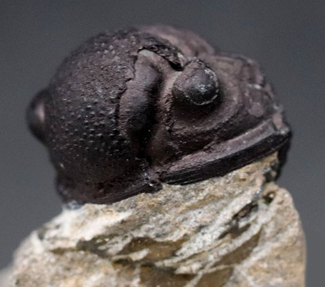 母岩付き！モロッコ産のデボン紀の三葉虫、ゲラストス（Gerastos）の化石（その7）