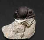 母岩付き！モロッコ産のデボン紀の三葉虫、ゲラストス（Gerastos）の化石