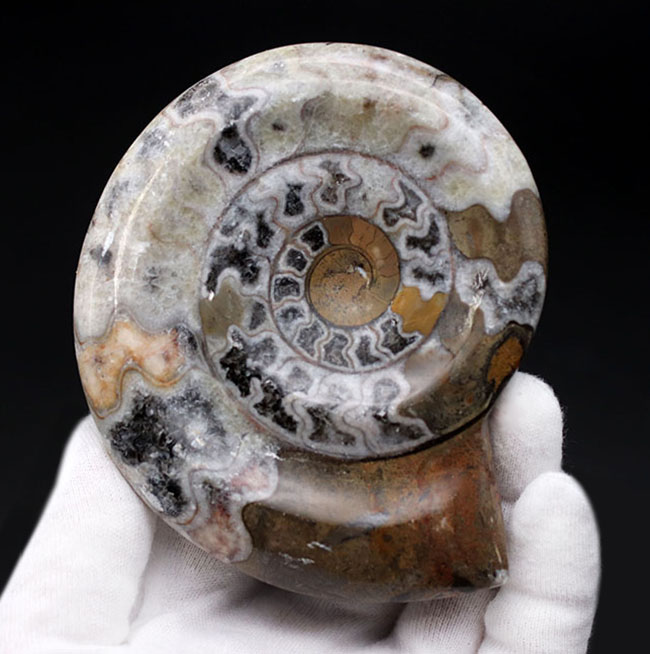 現代アートのような幾何学的な模様が人気の、古代の頭足類、ゴニアタイト(Goniatite)の殻の化石(その1)