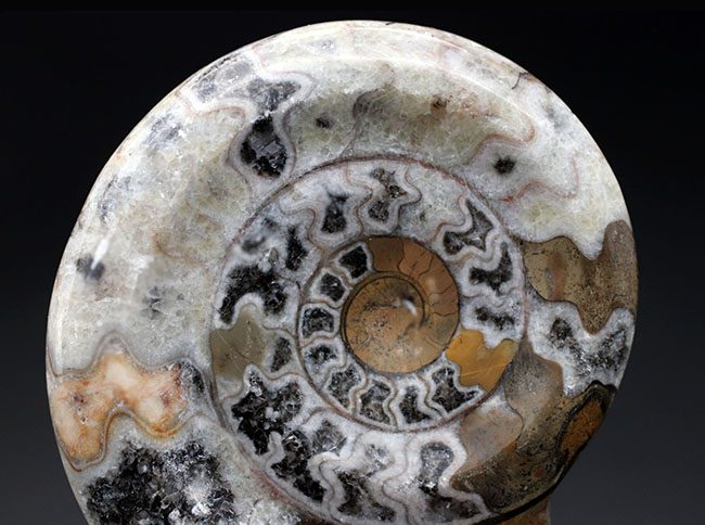 現代アートのような幾何学的な模様が人気の、古代の頭足類、ゴニアタイト（Goniatite）の殻の化石（その2）