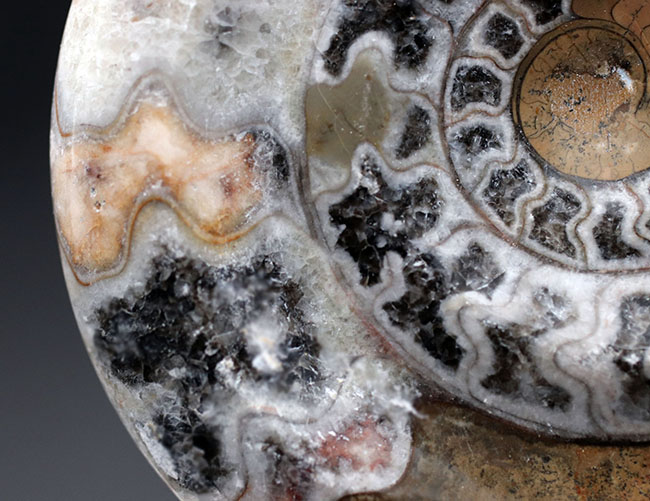 現代アートのような幾何学的な模様が人気の、古代の頭足類、ゴニアタイト（Goniatite）の殻の化石（その3）
