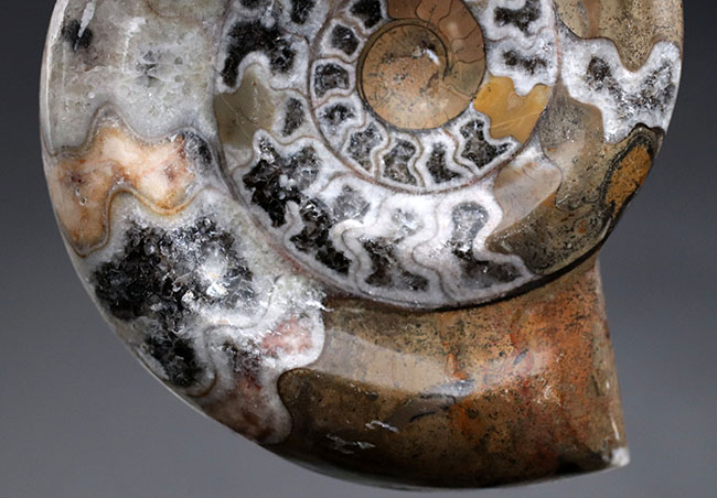 現代アートのような幾何学的な模様が人気の、古代の頭足類、ゴニアタイト(Goniatite)の殻の化石(その4)