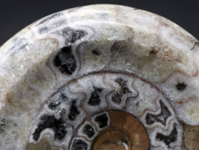 現代アートのような幾何学的な模様が人気の、古代の頭足類、ゴニアタイト（Goniatite）の殻の化石（その5）