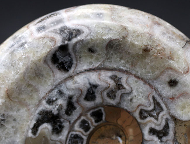 現代アートのような幾何学的な模様が人気の、古代の頭足類、ゴニアタイト(Goniatite)の殻の化石(その5)