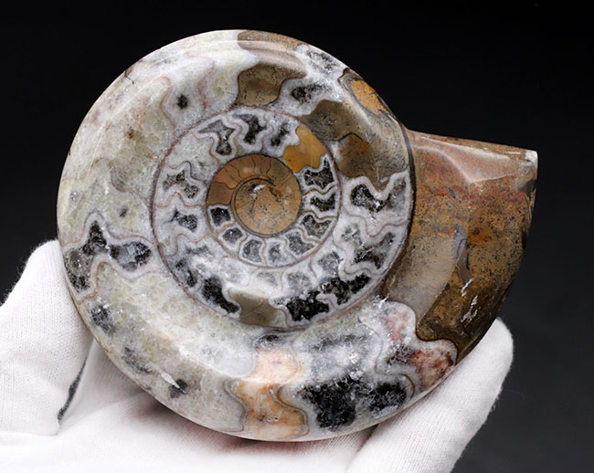 現代アートのような幾何学的な模様が人気の、古代の頭足類、ゴニアタイト(Goniatite)の殻の化石(その6)