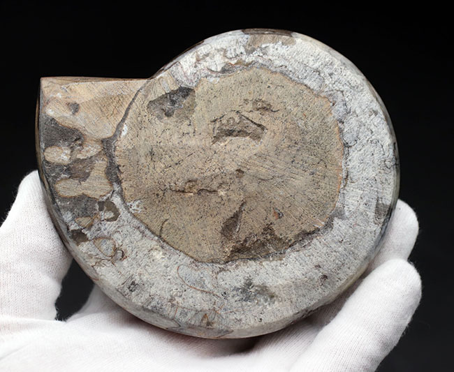 現代アートのような幾何学的な模様が人気の、古代の頭足類、ゴニアタイト(Goniatite)の殻の化石(その7)