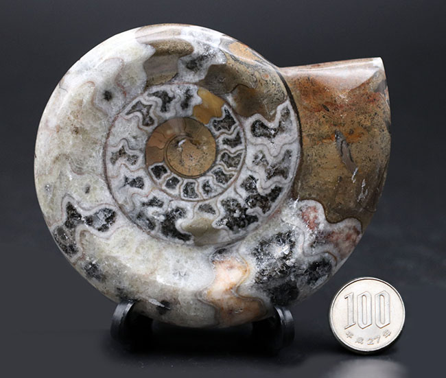 現代アートのような幾何学的な模様が人気の、古代の頭足類、ゴニアタイト(Goniatite)の殻の化石(その8)
