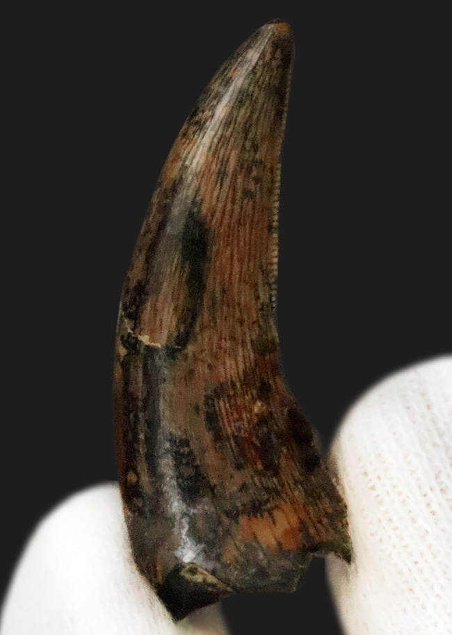 100%ナチュラルと断言できる、希少な1本。エナメル質はほぼ全体にわたって保存されており、セレーションもはっきり確認可能！ティラノサウルス・レックス（Tyrannosaurus rex）の幼体の歯化石（その2）