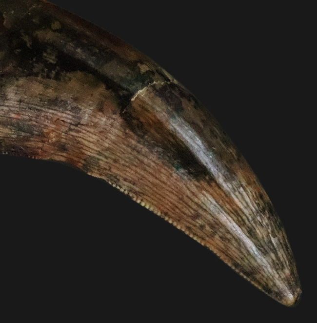 100%ナチュラルと断言できる、希少な1本。エナメル質はほぼ全体にわたって保存されており、セレーションもはっきり確認可能！ティラノサウルス・レックス（Tyrannosaurus rex）の幼体の歯化石（その4）