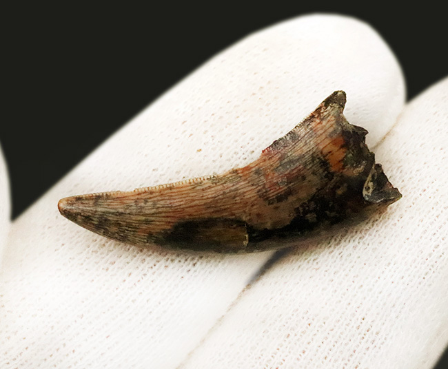 100%ナチュラルと断言できる、希少な1本。エナメル質はほぼ全体にわたって保存されており、セレーションもはっきり確認可能！ティラノサウルス・レックス（Tyrannosaurus rex）の幼体の歯化石（その5）