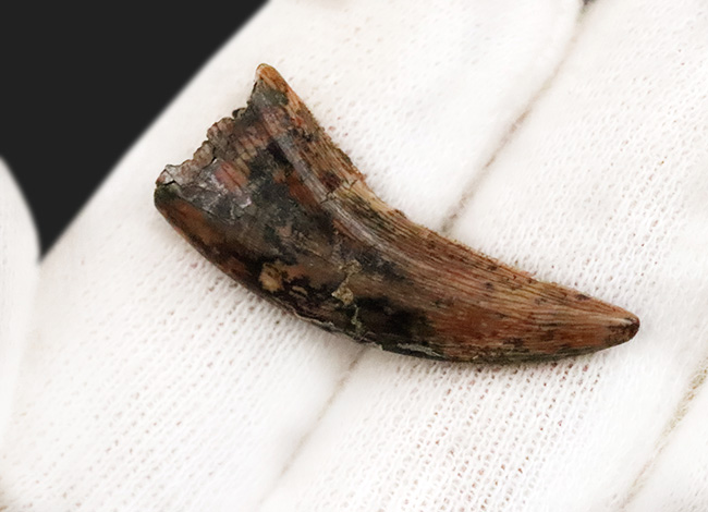 100%ナチュラルと断言できる、希少な1本。エナメル質はほぼ全体にわたって保存されており、セレーションもはっきり確認可能！ティラノサウルス・レックス（Tyrannosaurus rex）の幼体の歯化石（その6）