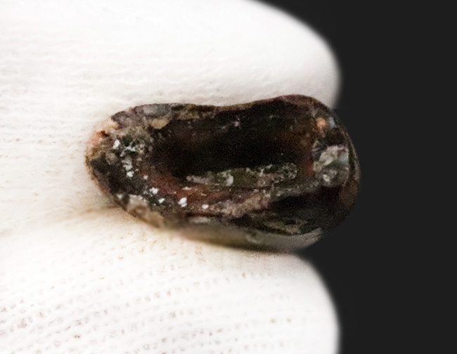 100%ナチュラルと断言できる、希少な1本。エナメル質はほぼ全体にわたって保存されており、セレーションもはっきり確認可能！ティラノサウルス・レックス（Tyrannosaurus rex）の幼体の歯化石（その7）