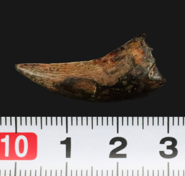 100%ナチュラルと断言できる、希少な1本。エナメル質はほぼ全体にわたって保存されており、セレーションもはっきり確認可能！ティラノサウルス・レックス（Tyrannosaurus rex）の幼体の歯化石（その8）