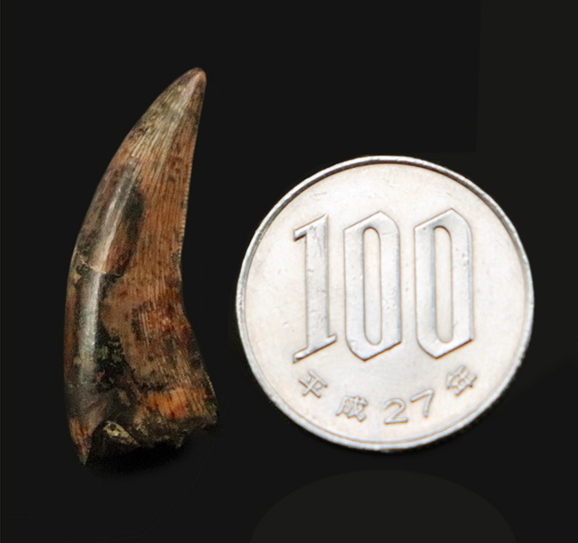 100%ナチュラルと断言できる、希少な1本。エナメル質はほぼ全体にわたって保存されており、セレーションもはっきり確認可能！ティラノサウルス・レックス（Tyrannosaurus rex）の幼体の歯化石（その9）